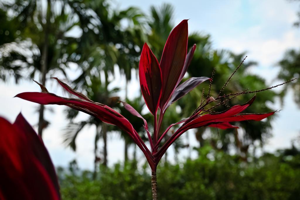 Hotel Boutique Villas De San Sebastian La Palmera エクステリア 写真