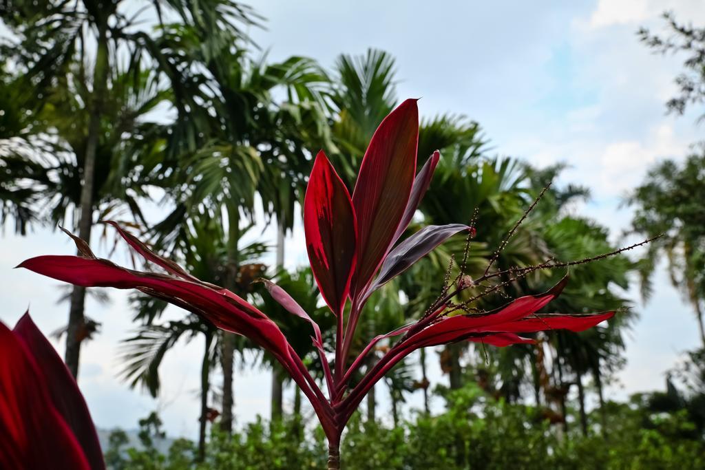 Hotel Boutique Villas De San Sebastian La Palmera エクステリア 写真